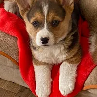 Missy, a female Pembroke Welsh Corgi for sale in Briggsdale, CO – Photo 1 of 5