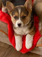 Missy, a female Pembroke Welsh Corgi for sale in Briggsdale, CO – Photo 1 of 5
