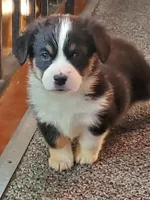 Girl 1, a female Pembroke Welsh Corgi and Toy Australian Shepherd for sale in Briggsdale, CO – Photo 10 of 10