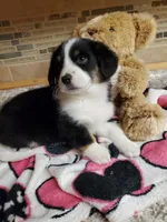 Girl 1, a female Pembroke Welsh Corgi and Toy Australian Shepherd for sale in Briggsdale, CO – Photo 7 of 10