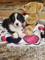 Girl 1, a female Pembroke Welsh Corgi and Toy Australian Shepherd for sale in Briggsdale, CO – Photo 8 of 10