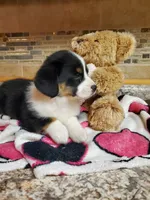 Girl 1, a female Pembroke Welsh Corgi and Toy Australian Shepherd for sale in Briggsdale, CO – Photo 9 of 10