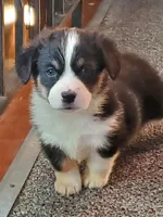 Girl 1, a female Pembroke Welsh Corgi and Toy Australian Shepherd for sale in Briggsdale, CO – Photo 2 of 10