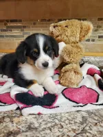 Girl 1, a female Pembroke Welsh Corgi and Toy Australian Shepherd for sale in Briggsdale, CO – Photo 1 of 10