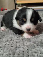 Girl 1, a female Pembroke Welsh Corgi and Toy Australian Shepherd for sale in Briggsdale, CO – Photo 3 of 10