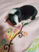 Girl 1, a female Pembroke Welsh Corgi and Toy Australian Shepherd for sale in Briggsdale, CO – Photo 5 of 10