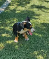 Boy 2, a male Pembroke Welsh Corgi and Toy Australian Shepherd for sale in Briggsdale, CO – Photo 4 of 5