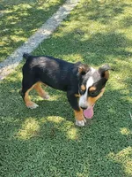 Boy 2, a male Pembroke Welsh Corgi and Toy Australian Shepherd for sale in Briggsdale, CO – Photo 1 of 5