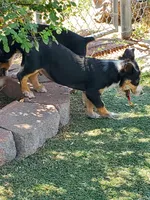Boy 2, a male Pembroke Welsh Corgi and Toy Australian Shepherd for sale in Briggsdale, CO – Photo 2 of 5