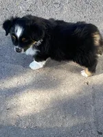 Auggie Boy, a male Pembroke Welsh Corgi and Toy Australian Shepherd for sale in Briggsdale, CO – Photo 3 of 4