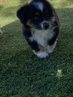 Auggie Boy, a male Pembroke Welsh Corgi and Toy Australian Shepherd for sale in Briggsdale, CO – Photo 4 of 4