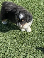 Auggie Boy, a male Pembroke Welsh Corgi and Toy Australian Shepherd for sale in Briggsdale, CO – Photo 1 of 4