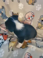 Black Male 3, a male Pembroke Welsh Corgi and Miniature Australian Shepherd for sale in Briggsdale, CO – Photo 3 of 4