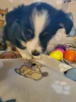 Black Male 3, a male Pembroke Welsh Corgi and Miniature Australian Shepherd for sale in Briggsdale, CO – Photo 2 of 4