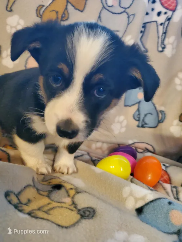 Black Male 3, a male Pembroke Welsh Corgi and Miniature Australian Shepherd for sale in Briggsdale, CO – Photo 1 of 4