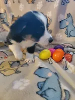 Black Male 3, a male Pembroke Welsh Corgi and Miniature Australian Shepherd for sale in Briggsdale, CO – Photo 4 of 4