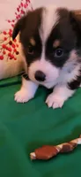 Boy 3, a male Pembroke Welsh Corgi for sale in Briggsdale, CO – Photo 1 of 7