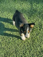 Blue girl 1, a female Australian Cattle Dog and Pembroke Welsh Corgi for sale in Briggsdale, CO – Photo 2 of 7
