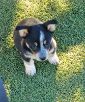 Blue girl 1, a female Australian Cattle Dog and Pembroke Welsh Corgi for sale in Briggsdale, CO – Photo 1 of 7