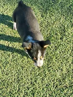 Blue girl 1, a female Australian Cattle Dog and Pembroke Welsh Corgi for sale in Briggsdale, CO – Photo 7 of 7