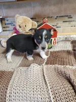 Blue girl 1, a female Australian Cattle Dog and Pembroke Welsh Corgi for sale in Briggsdale, CO – Photo 5 of 7