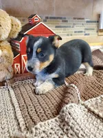 Blue girl 1, a female Australian Cattle Dog and Pembroke Welsh Corgi for sale in Briggsdale, CO – Photo 3 of 7