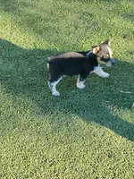 Blue girl 1, a female Australian Cattle Dog and Pembroke Welsh Corgi for sale in Briggsdale, CO – Photo 6 of 7