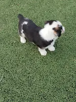 Blue Eye Boy, a male Pembroke Welsh Corgi and Toy Australian Shepherd for sale in Briggsdale, CO – Photo 3 of 4