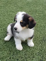 Blue Eye Boy, a male Pembroke Welsh Corgi and Toy Australian Shepherd for sale in Briggsdale, CO – Photo 4 of 4