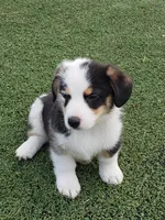 Blue Eye Boy, a male Pembroke Welsh Corgi and Toy Australian Shepherd for sale in Briggsdale, CO – Photo 2 of 4