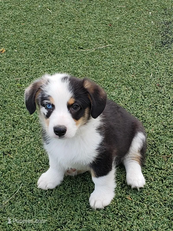Blue Eye Boy, a male Pembroke Welsh Corgi and Toy Australian Shepherd for sale in Briggsdale, CO – Photo 1 of 4