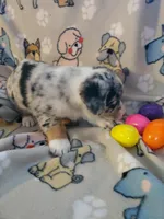 Merle Male 2, a male Pembroke Welsh Corgi and Miniature Australian Shepherd for sale in Briggsdale, CO – Photo 5 of 5