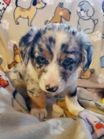 Merle Male 2, a male Pembroke Welsh Corgi and Miniature Australian Shepherd for sale in Briggsdale, CO – Photo 4 of 5