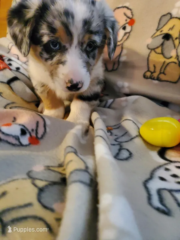 Merle Male 2, a male Pembroke Welsh Corgi and Miniature Australian Shepherd for sale in Briggsdale, CO – Photo 1 of 5