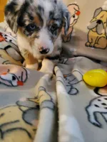 Merle Male 2, a male Pembroke Welsh Corgi and Miniature Australian Shepherd for sale in Briggsdale, CO – Photo 1 of 5