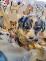 Merle Male 2, a male Pembroke Welsh Corgi and Miniature Australian Shepherd for sale in Briggsdale, CO – Photo 3 of 5