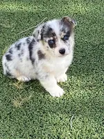 Little Boy, a male Pembroke Welsh Corgi for sale in Briggsdale, CO – Photo 1 of 5