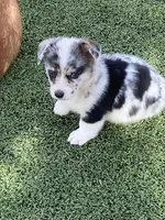 Little Boy, a male Pembroke Welsh Corgi for sale in Briggsdale, CO – Photo 4 of 5