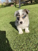 Little Boy, a male Pembroke Welsh Corgi for sale in Briggsdale, CO – Photo 5 of 5