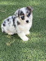 Little Boy, a male Pembroke Welsh Corgi for sale in Briggsdale, CO – Photo 3 of 5