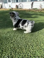 Little Boy, a male Pembroke Welsh Corgi for sale in Briggsdale, CO – Photo 2 of 5