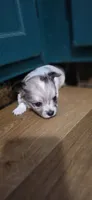 Boy 1, a male Chihuahua for sale in Hillsboro, OH – 7 of 9