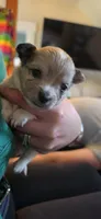 Boy 1, a male Chihuahua for sale in Hillsboro, OH – 4 of 9