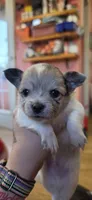 Boy 1, a male Chihuahua for sale in Hillsboro, OH – 2 of 9