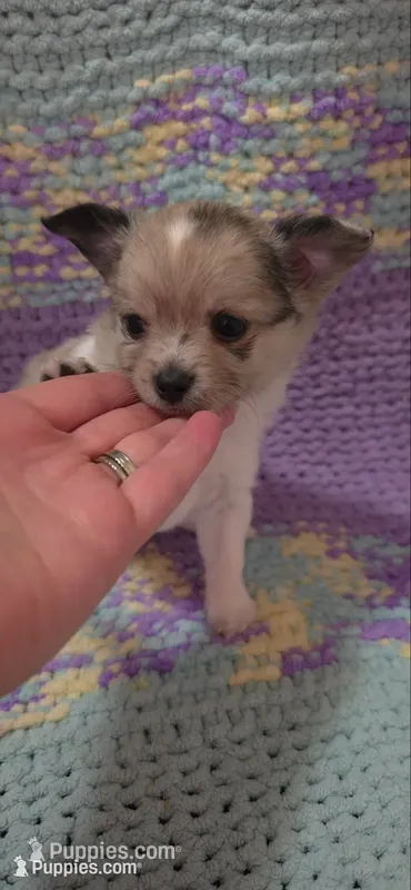 Boy 1 – Chihuahua puppy for sale in Hillsboro, OH