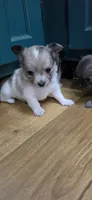 Boy 1, a male Chihuahua for sale in Hillsboro, OH – 3 of 9