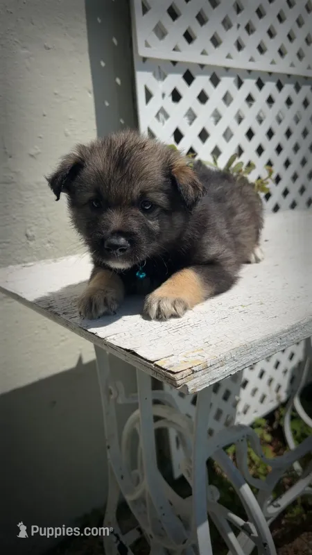 Beetle  – Keeshond, Australian Shepherd puppy for sale in Nashville, TN