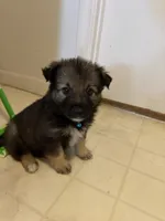 Beetle , a male Keeshond and Australian Shepherd for sale in Nashville, TN – Photo 5 of 5