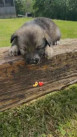 Beetle , a male Keeshond and Australian Shepherd for sale in Nashville, TN – Photo 4 of 5
