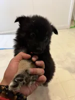 Zara , a female Keeshond and Australian Shepherd for sale in Nashville, TN – Photo 2 of 3